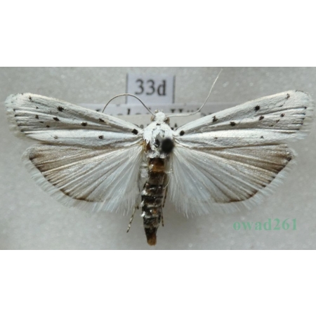 Myelois circumvoluta (Fourcroy, 1785) Czech33d